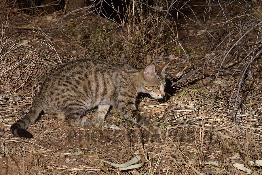 Buy Feral Cat Image Online Print & Canvas Photos Martin Willis